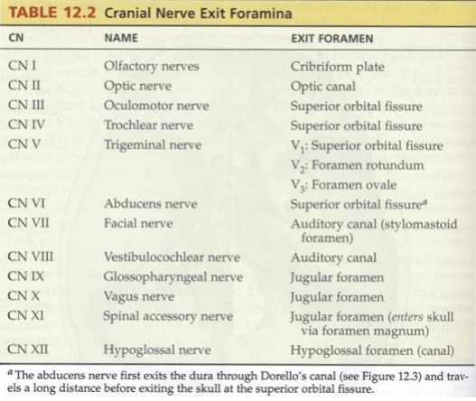 Cranial Nerve Exit Foramina