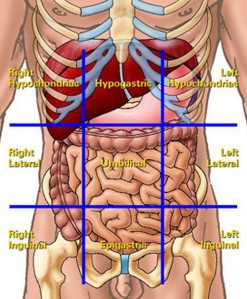 liver-location-in-abdomen-quadrants