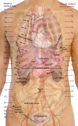 Surface_projections_of_the_organs_of_the_trunk