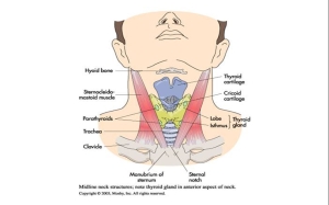 Trachea Position